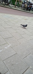 Columba livia domestica