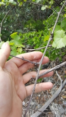 Vitis berlandieri
