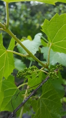 Vitis berlandieri