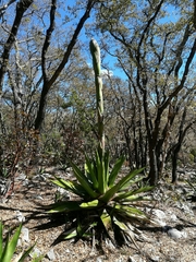 Agave gentryi