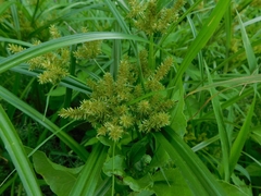 Angiospermae