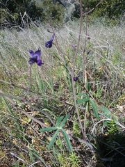 Delphinium patens