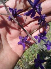Delphinium patens