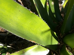 Agave gentryi