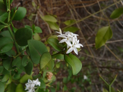 Carissa bispinosa