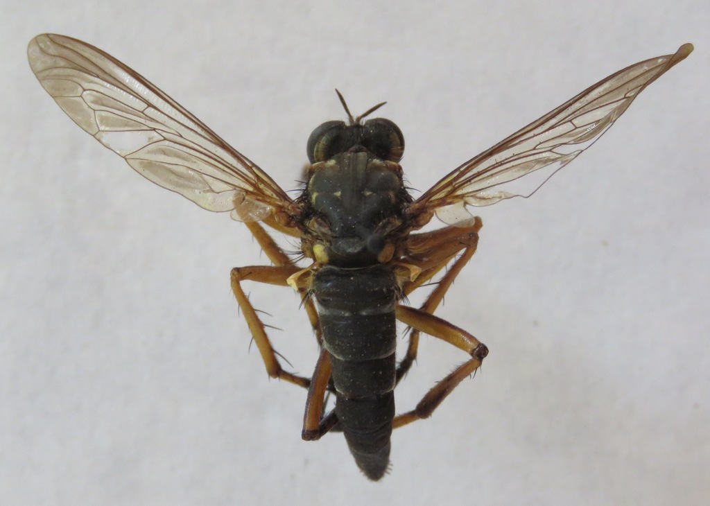 Dicranus tucma