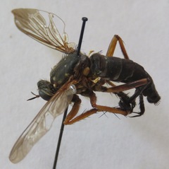 Dicranus tucma