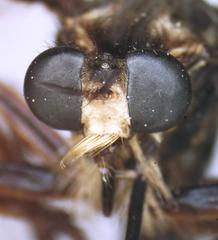 Dicranus tucma