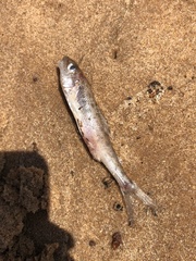 Percopsis omiscomaycus