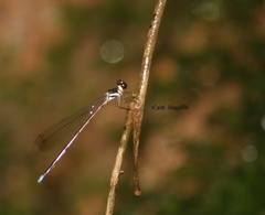 Platysticta serendibica