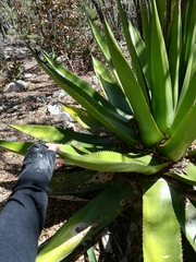 Agave gentryi