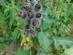 Arctium tomentosum