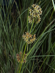 Stenostelma periglossoides