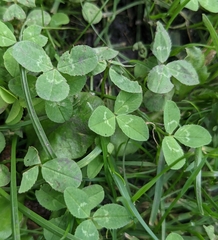 Trifolium repens