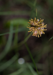 Periglossum mackenii