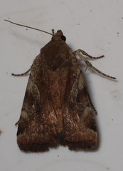 Cryptocala acadiensis