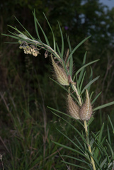 Gomphocarpus tomentosus tomentosus