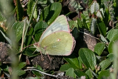 Colias nastes