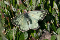 Colias nastes