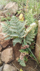 Cheilanthes eckloniana