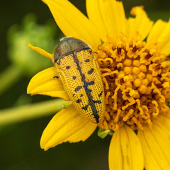 Acmaeodera auritincta