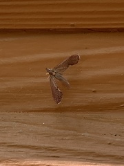 Apache
