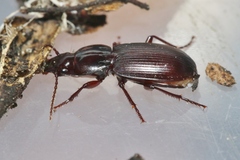 Hypherpes