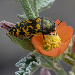 Acmaeodera auritincta