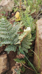 Cheilanthes eckloniana