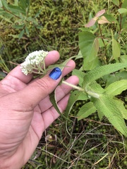 Media resource of Eupatorium perfoliatum