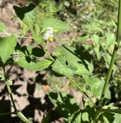 Solanum chenopodioides