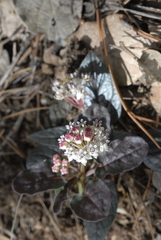 Asclepias pringlei
