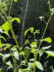 Solanum chenopodioides