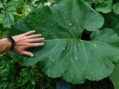 Arctium