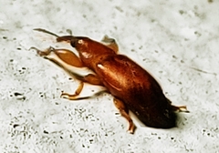 Rhopalotria furfuracea