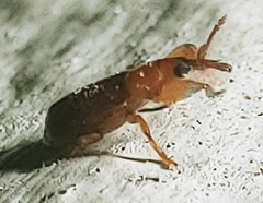 Rhopalotria furfuracea