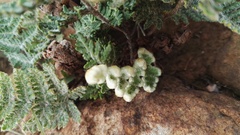 Cheilanthes eckloniana