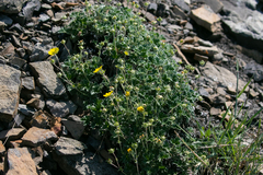 Potentilla subgorodkovii