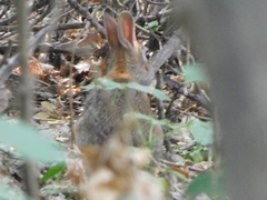 Sylvilagus floridanus