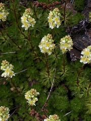 Luetkea pectinata