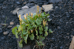 Oxyria digyna