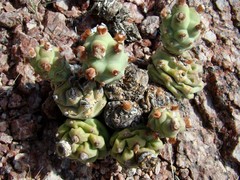 Tephrocactus molinensis