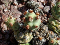 Tephrocactus molinensis