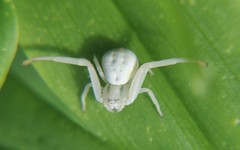 Misumena vatia