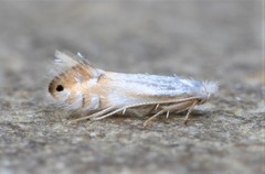 Phyllonorycter quercialbella