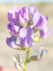 Astragalus allochrous