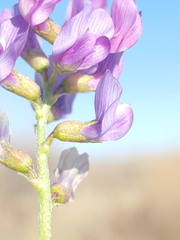 Astragalus allochrous