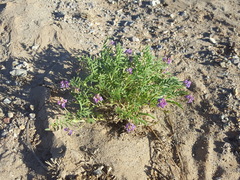 Astragalus allochrous