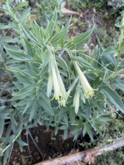 Lithospermum macromeria