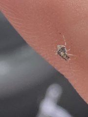 Deraeocoris lutescens